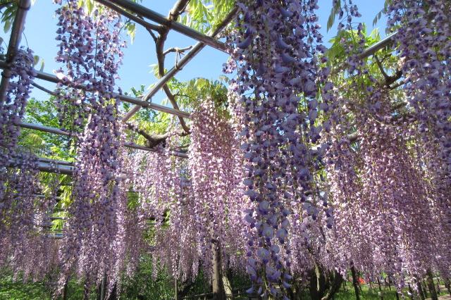 2024年4月25日（木）五万石ふじの開花状況を公開しました！