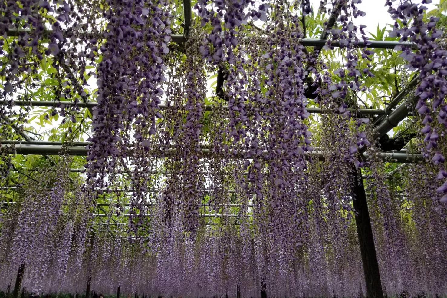 2024年4月27日（土）五万石ふじの開花状況を公開しました！