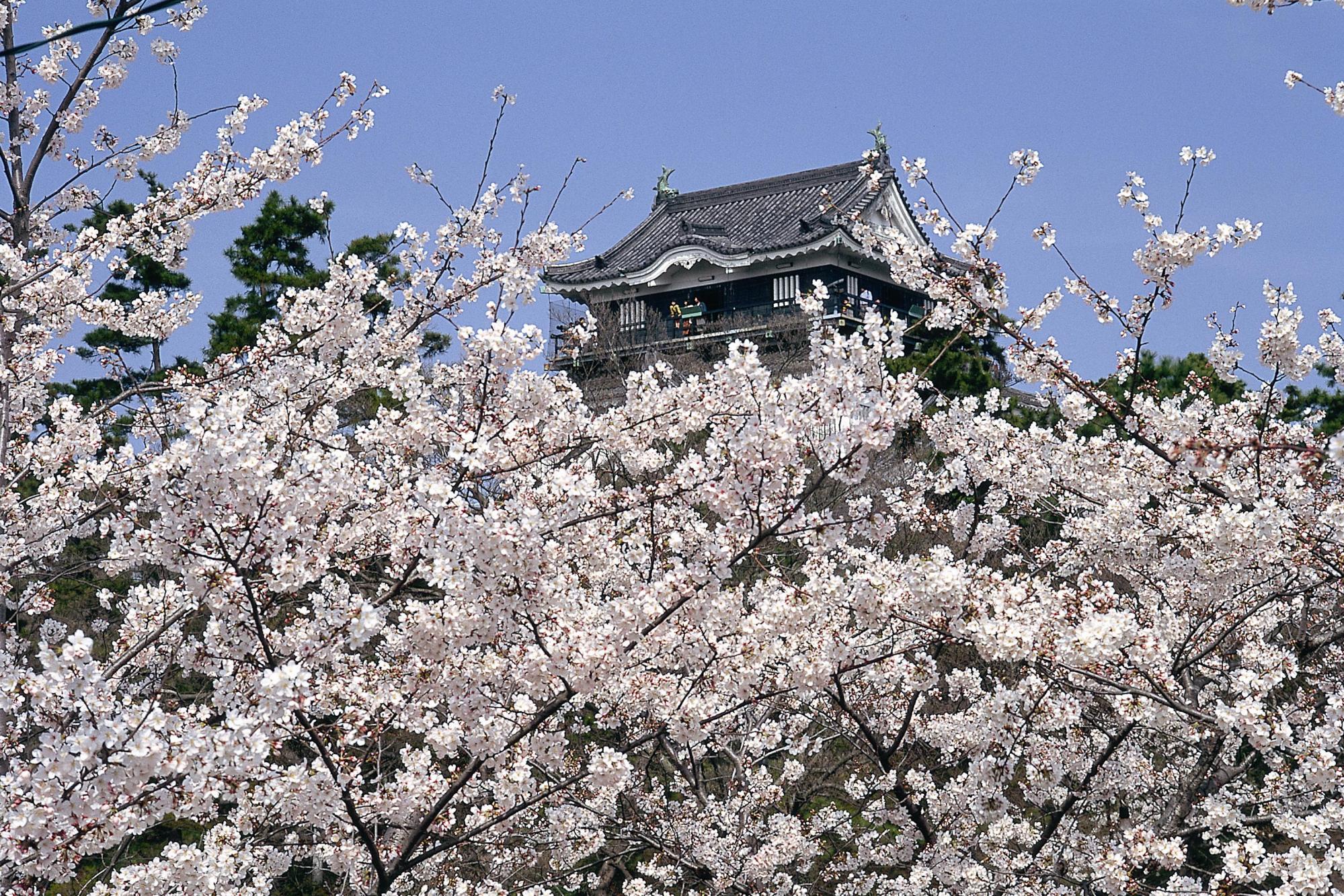 「岡崎公園　桜のフォトギャラリー　掲示中です！」ページが更新されました