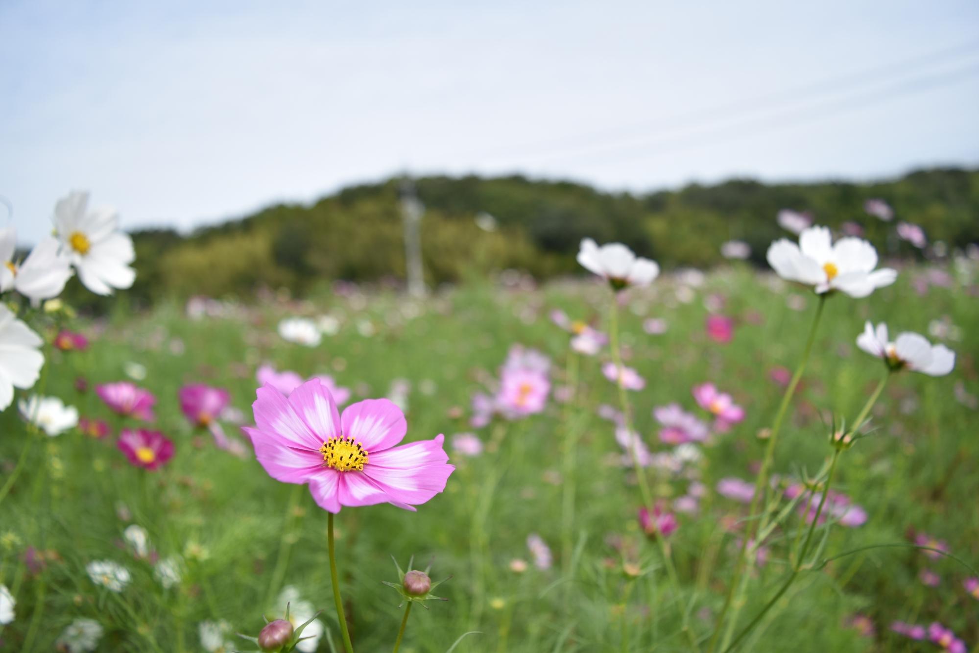 10月5日(木)　秋の花見ごろ情報を更新しました！