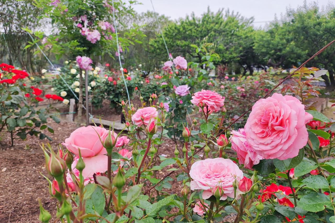 5月19日(日)のバラの開花状況です（雨が降っています）