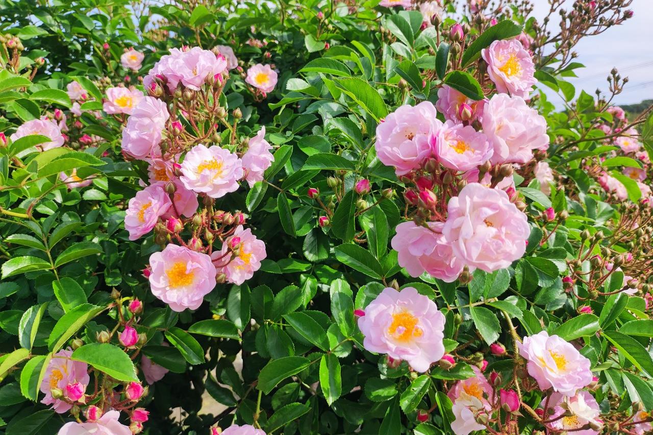 5月21日(火)のバラの開花状況です