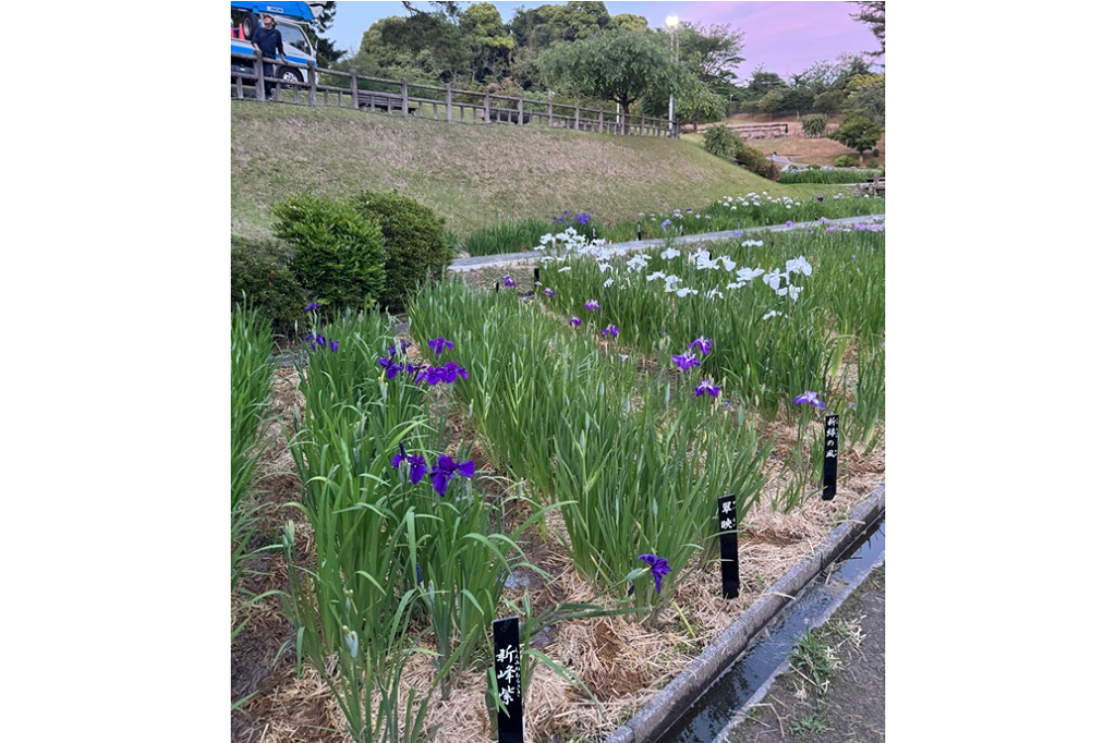 5月24日（金）の東公園花菖蒲園の開花状況をお知らせします！