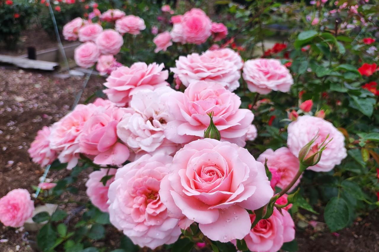 5月26日(日)のバラの開花状況です