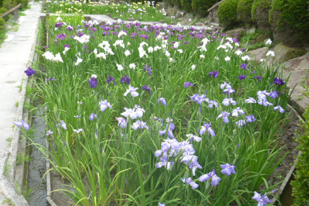 6月7日（金）の東公園花菖蒲の開花状況をお知らせします！