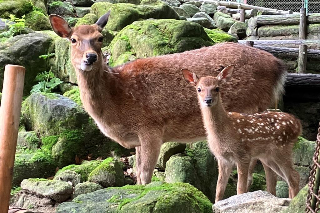 ニホンジカの赤ちゃんが生まれました！