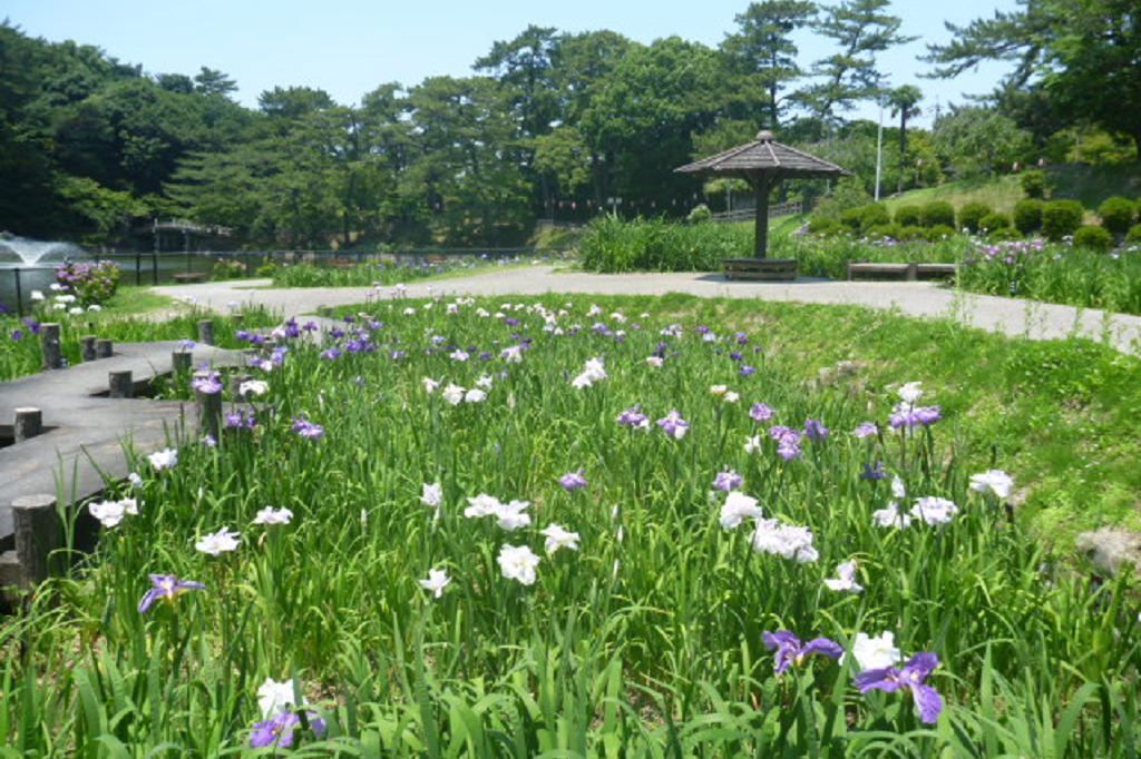 6月14日（金）時点の東公園花菖蒲の開花状況をお知らせいたします！