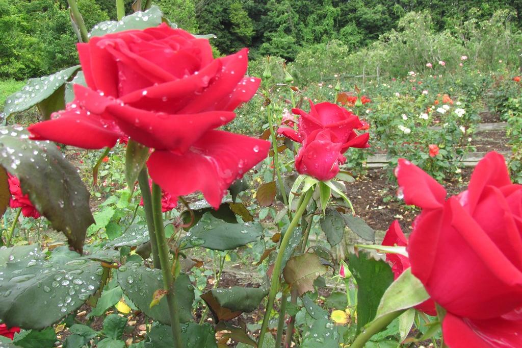 6月16日(日)のバラの開花状況です