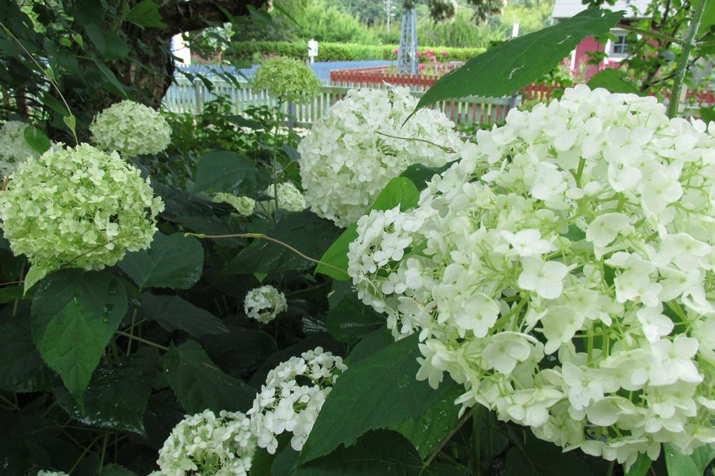 6月16日(日)のお花情報(アジサイ・グラジオラス)