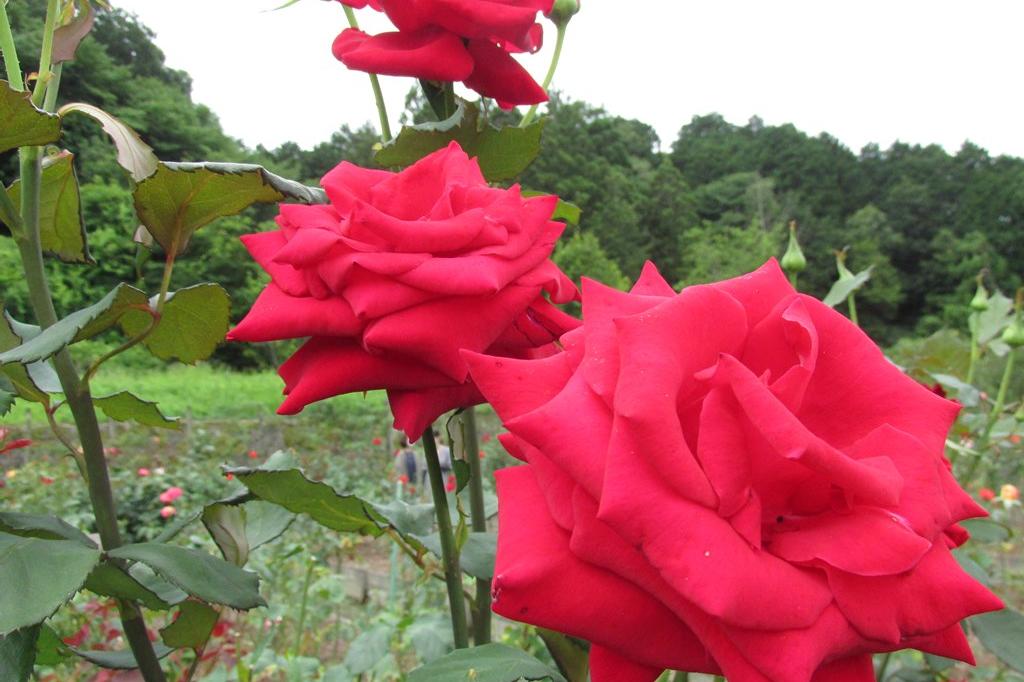 6月20日(木)のバラの開花状況です