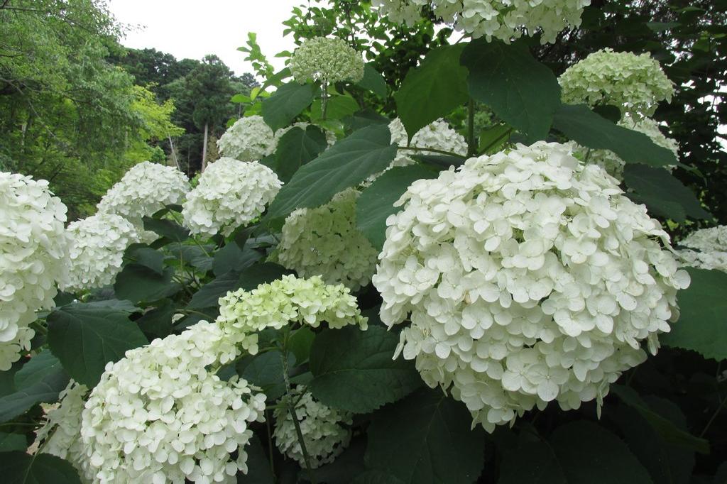 6月20日(木)のお花情報(アジサイ・グラジオラス)