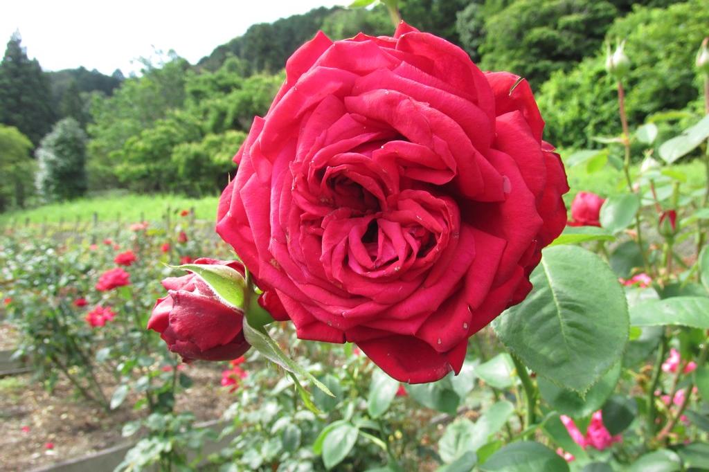 6月22日（土）バラの開花状況です