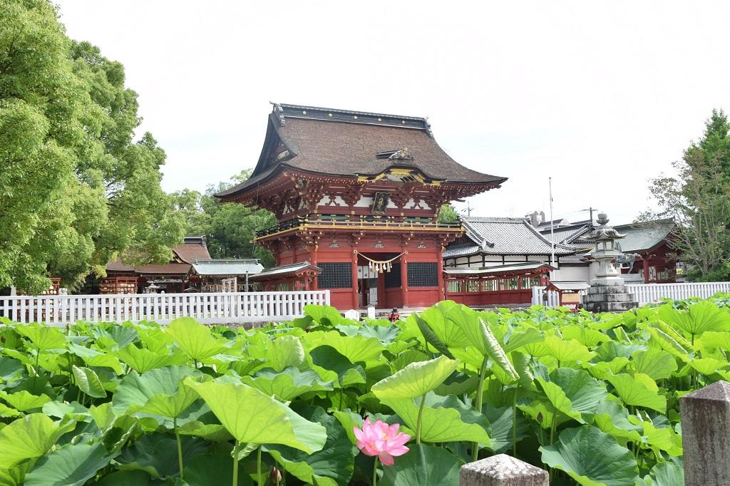 2024年の伊賀八幡宮のハスの開花状況をお知らせいたします！