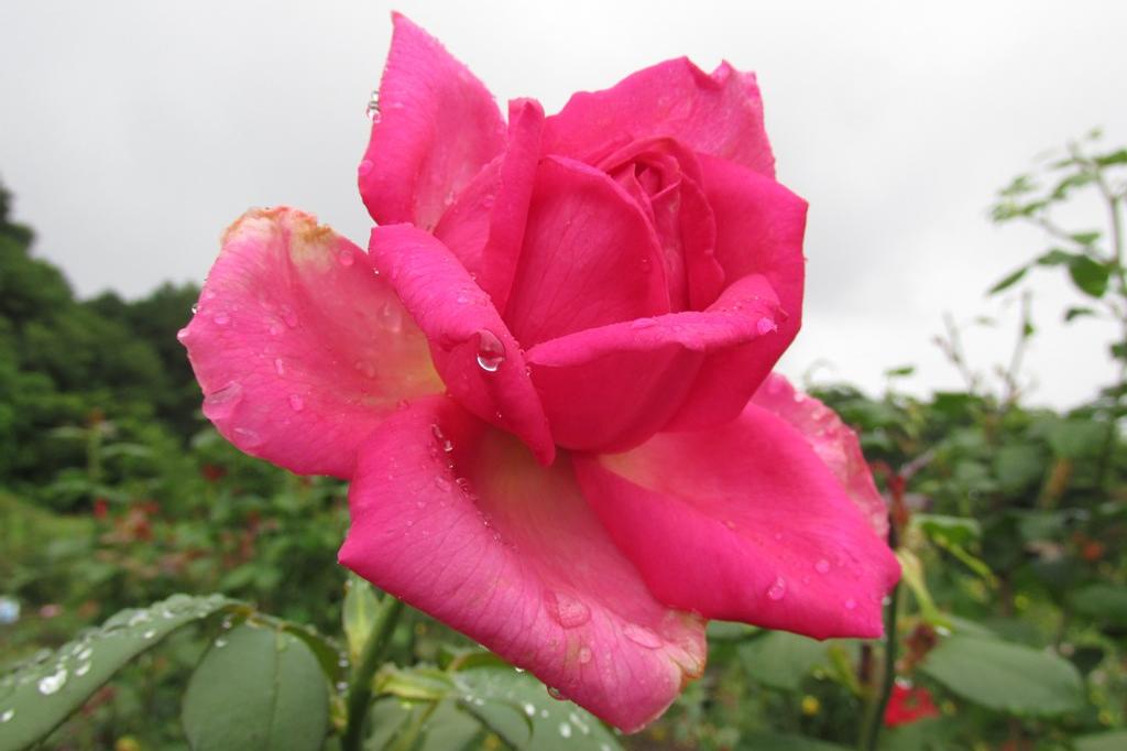 6月29日（土）バラの開花状況です