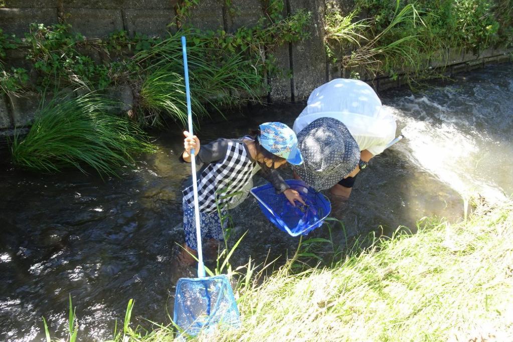 ホタルの川の生き物調査隊！を実施します。