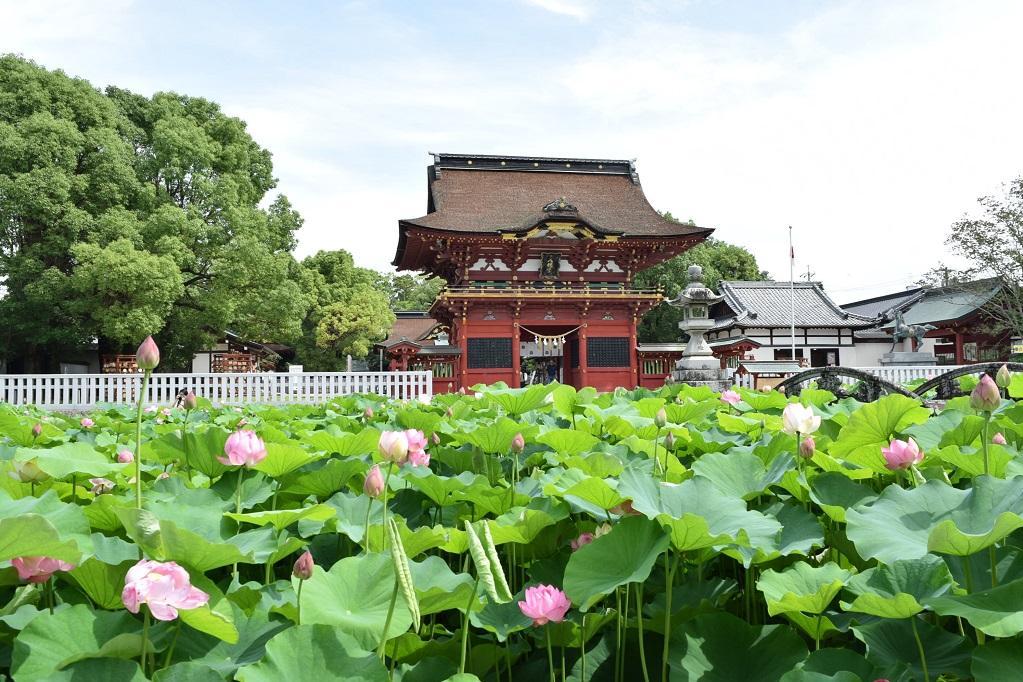 ハスの花も楽しめる「伊賀八幡宮」をご紹介します。