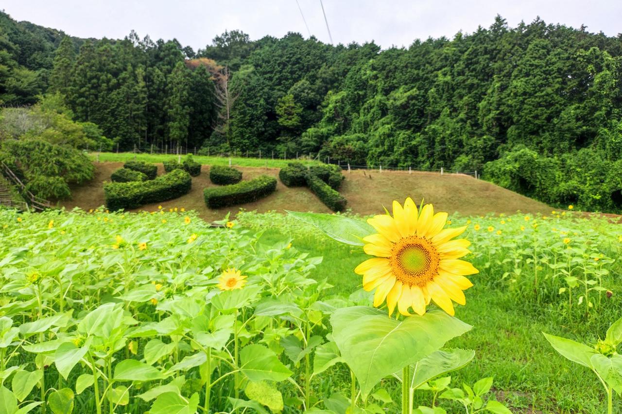 7月14日(日)のお花情報(ひまわり畑の様子です)