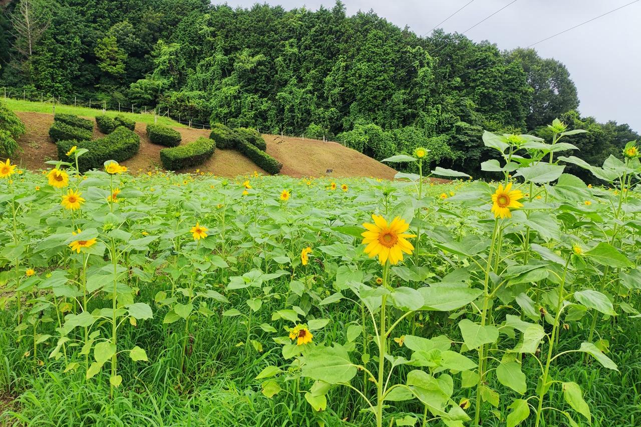 7月17日(水)のお花情報(ひまわり畑の様子です)