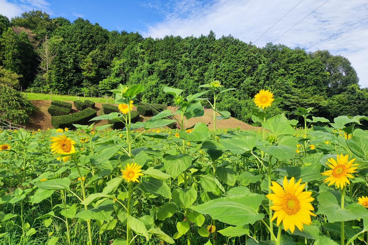 7月19日(金)のお花情報(ひまわりの開花が進んでいます)