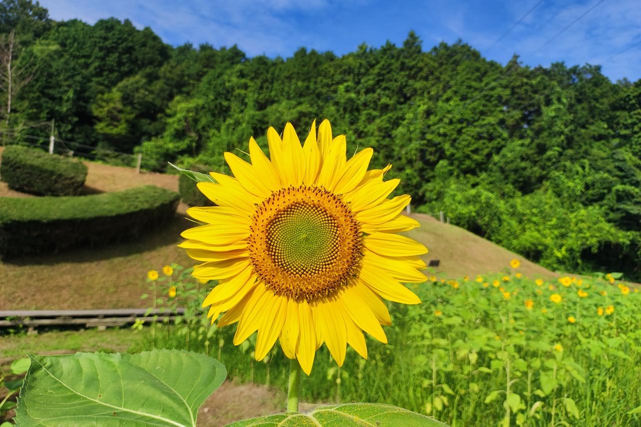 7月21日(日)のお花情報(ひまわりの開花状況です)