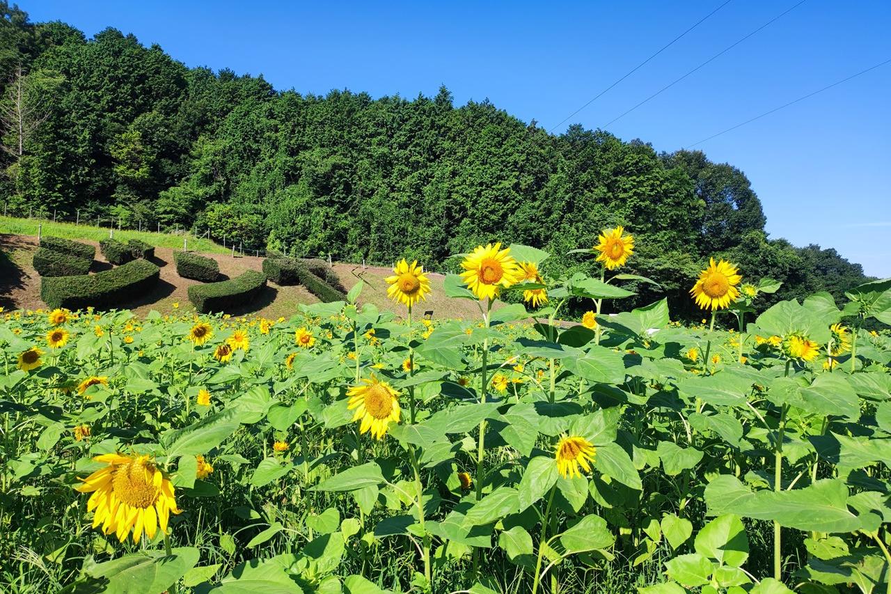 7月23日(火)のお花情報(ひまわりの開花状況です)