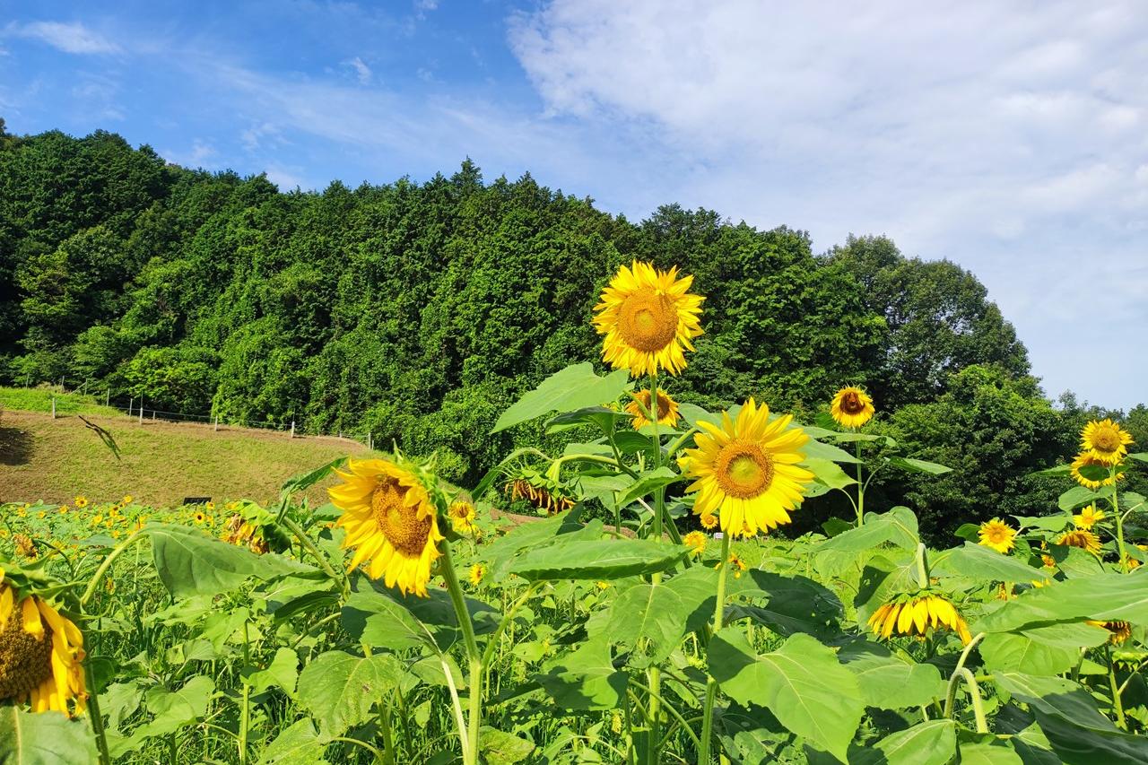 7月25日(木)のお花情報(ひまわりの開花状況です)