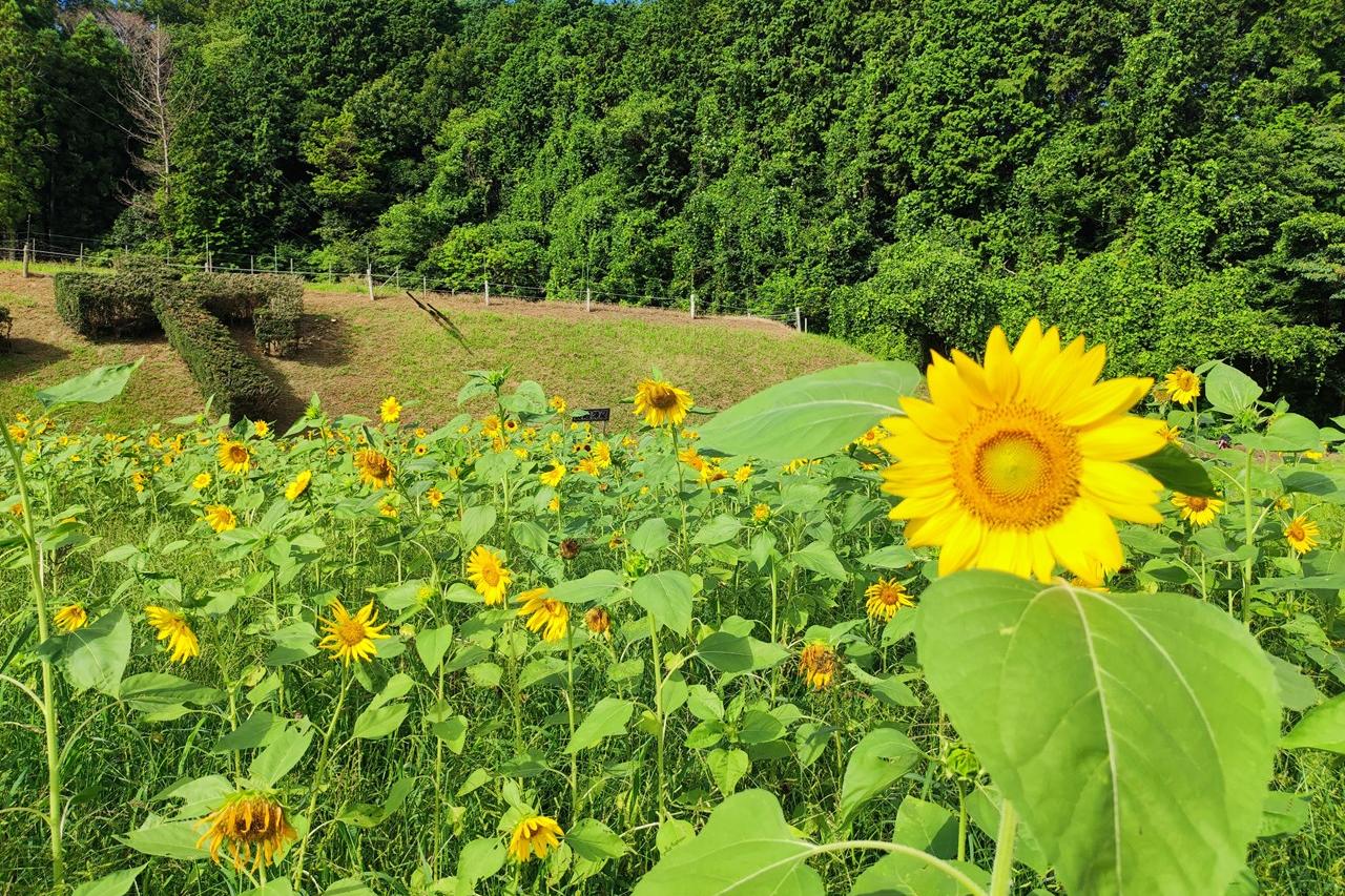 7月27日(土)のお花情報(ひまわりが見頃です！)