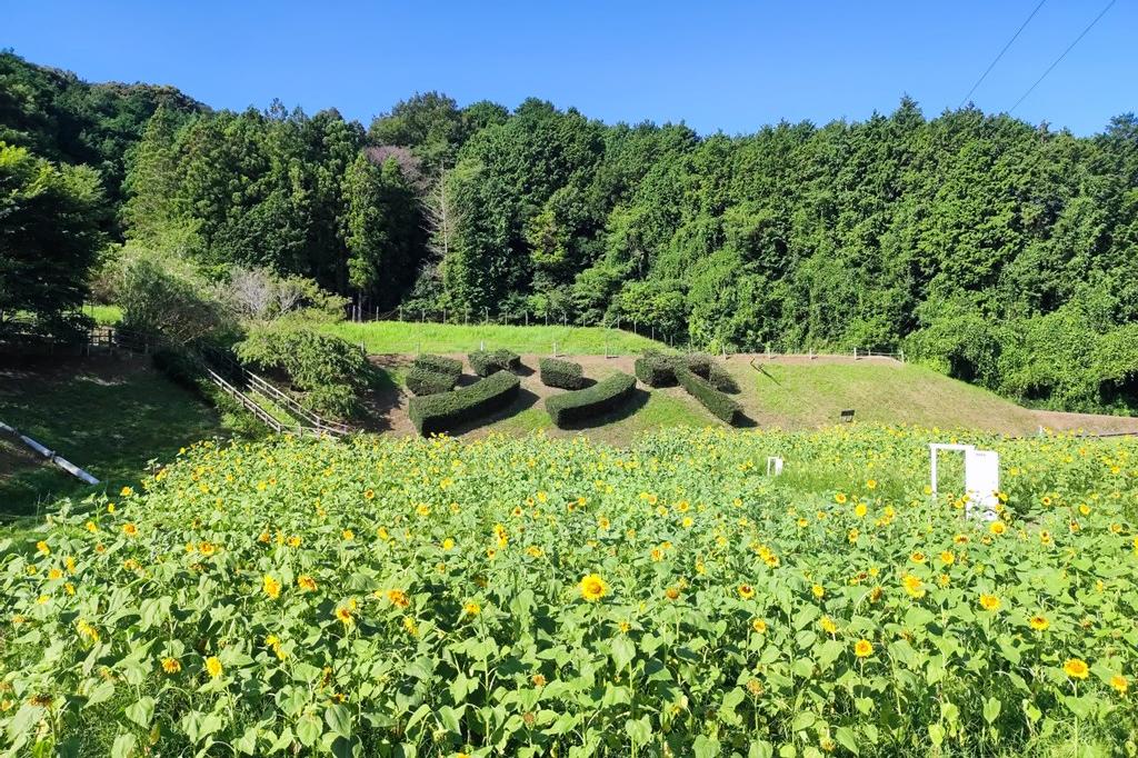 7月30日(火)のお花情報(ひまわり見頃は続いています)