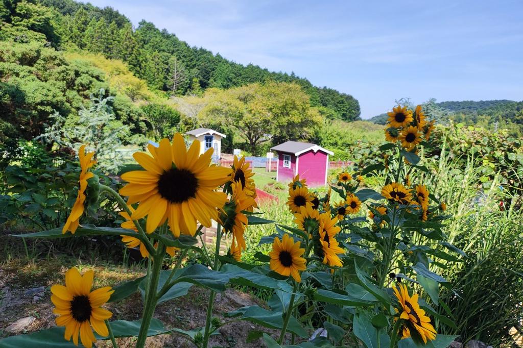 8月1日(木)のお花情報(ひまわりの様子です)