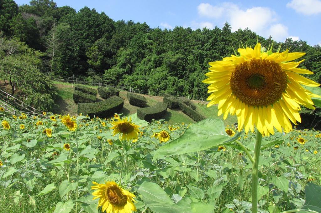 8月4日(日)のお花情報(ひまわりの様子です)