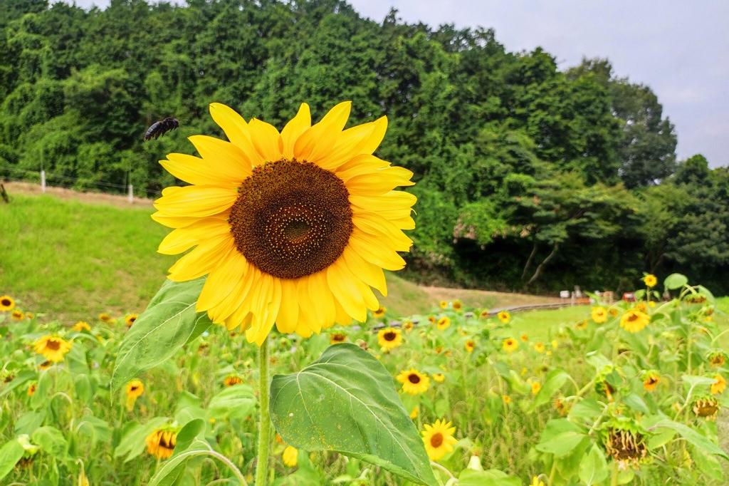 8月7日(水)のお花情報(ひまわりの様子です)