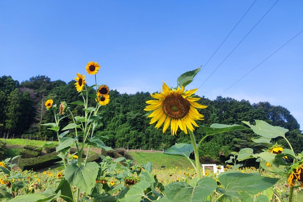 8月10日(土)のお花情報(ひまわりと芙蓉・酔芙蓉です)