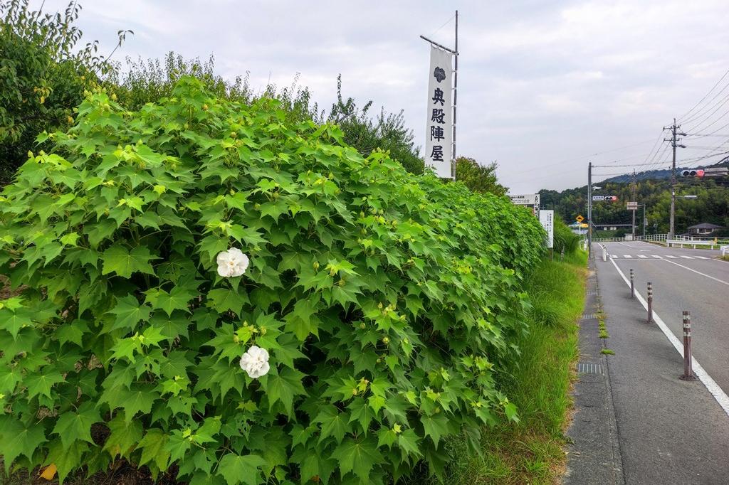 8月15日(木)のお花情報(芙蓉・酔芙蓉の様子です)