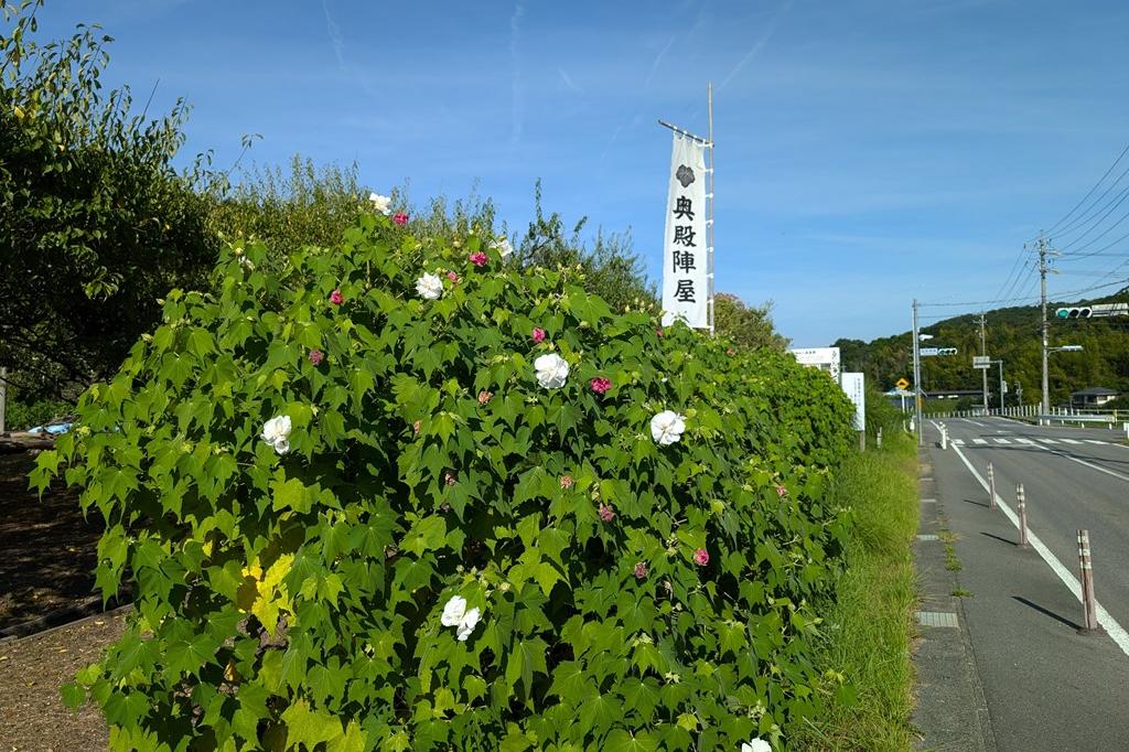 8月21日(水)のお花情報(酔芙蓉の様子です)