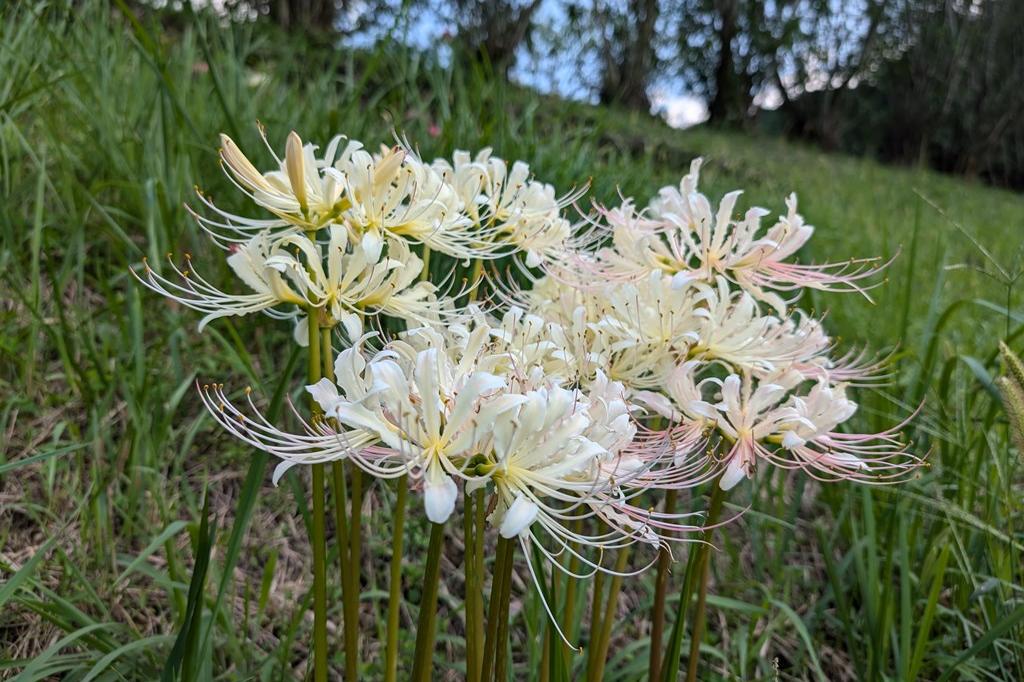 9月6日(金)のお花情報