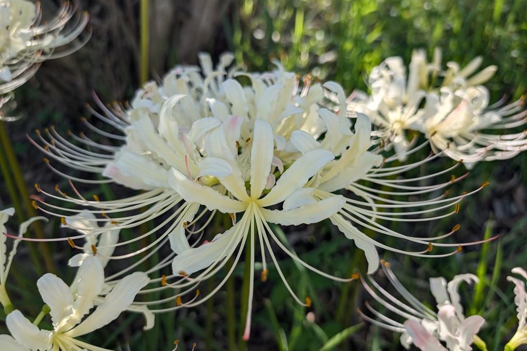 9月11日(水)のお花情報