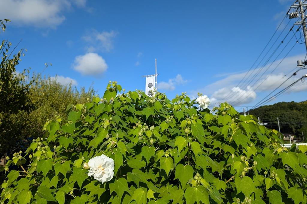 9月13日(金)のお花情報