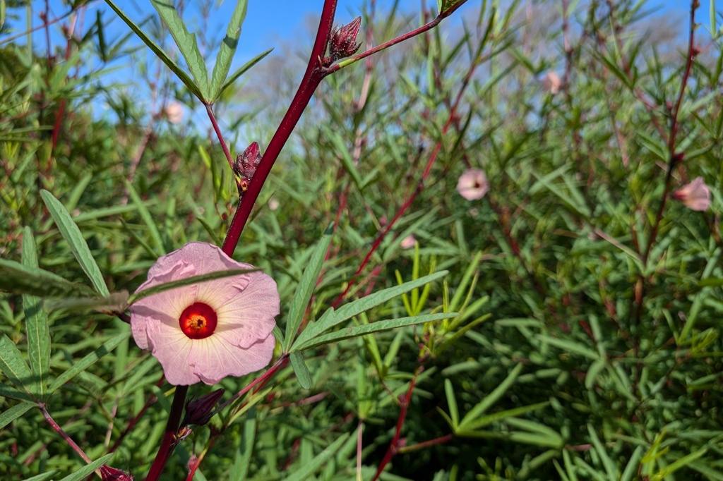 9月16日(月祝)のお花情報