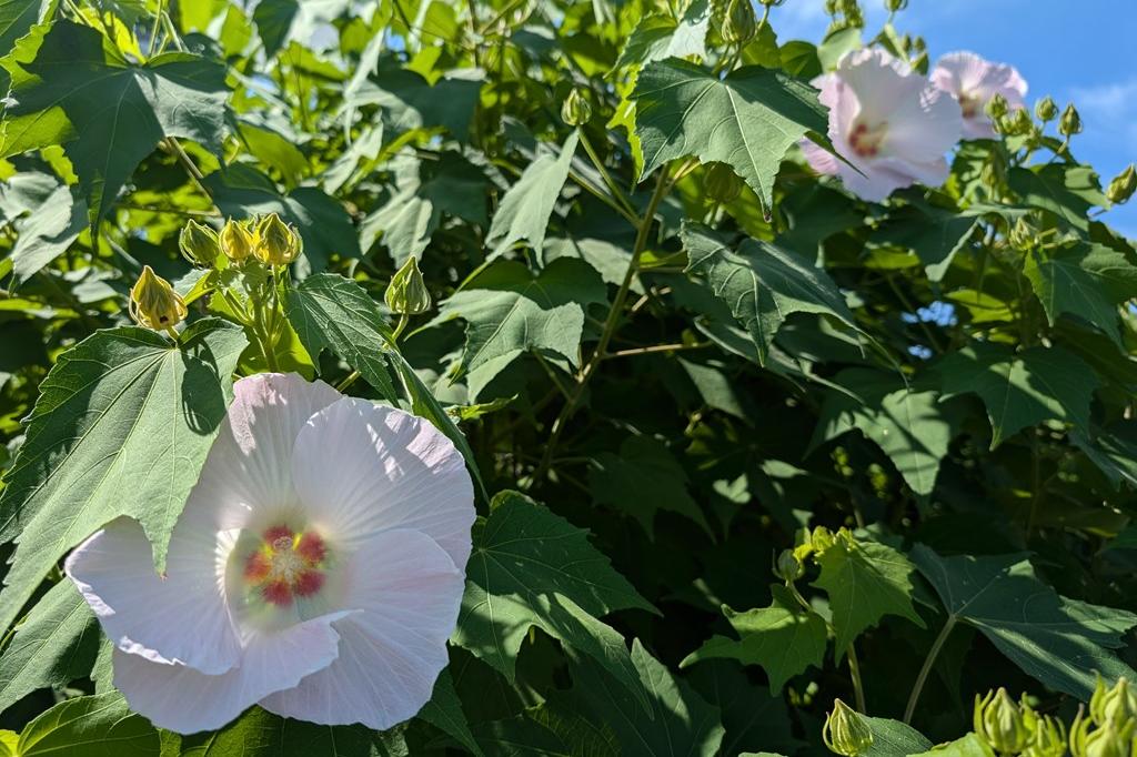 9月18日(水)のお花情報