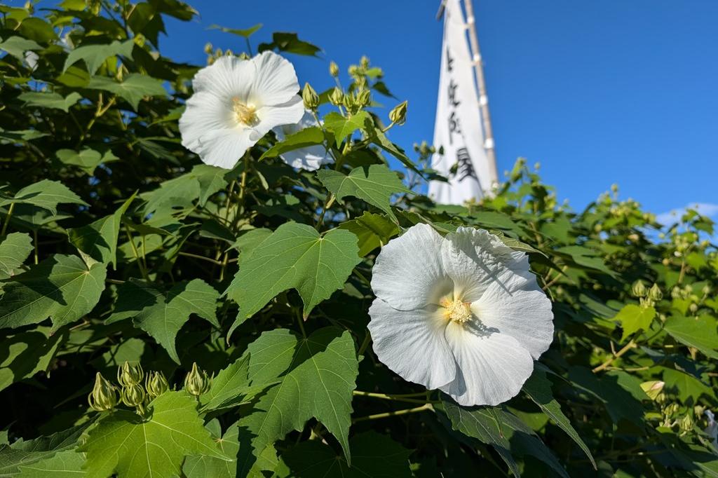 9月20日(金)のお花情報