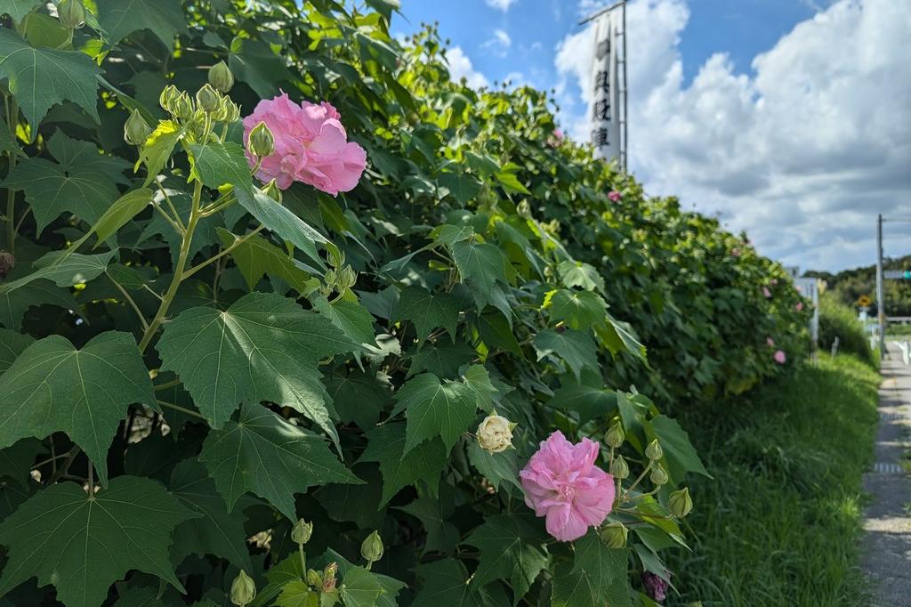 9月21日(土)のお花情報(お昼の酔芙蓉です)