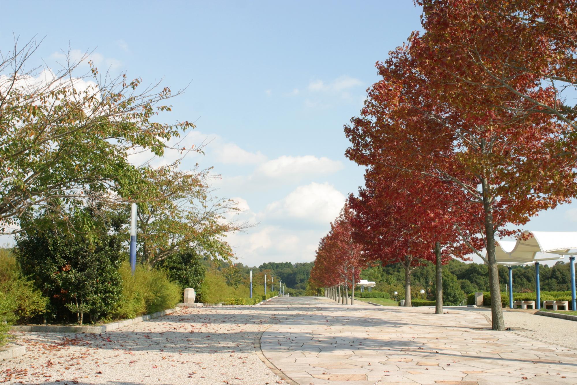 「公園紅葉フォトコンテスト」を開催します！