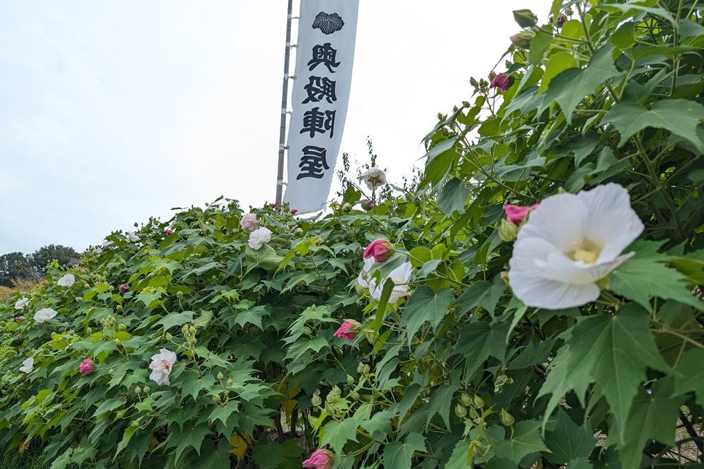 9月25日(水)のお花情報(酔芙蓉の見頃が始まっています)