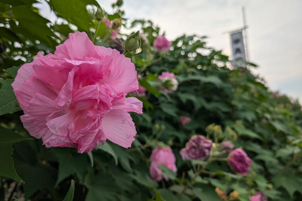 9月27日(金)のお花情報