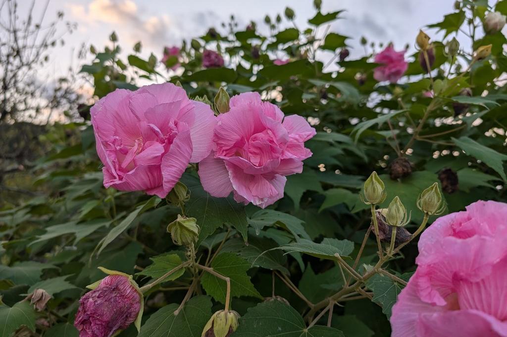 10月6日(日)のお花情報(夕方の酔芙蓉とナンバンギセルです)