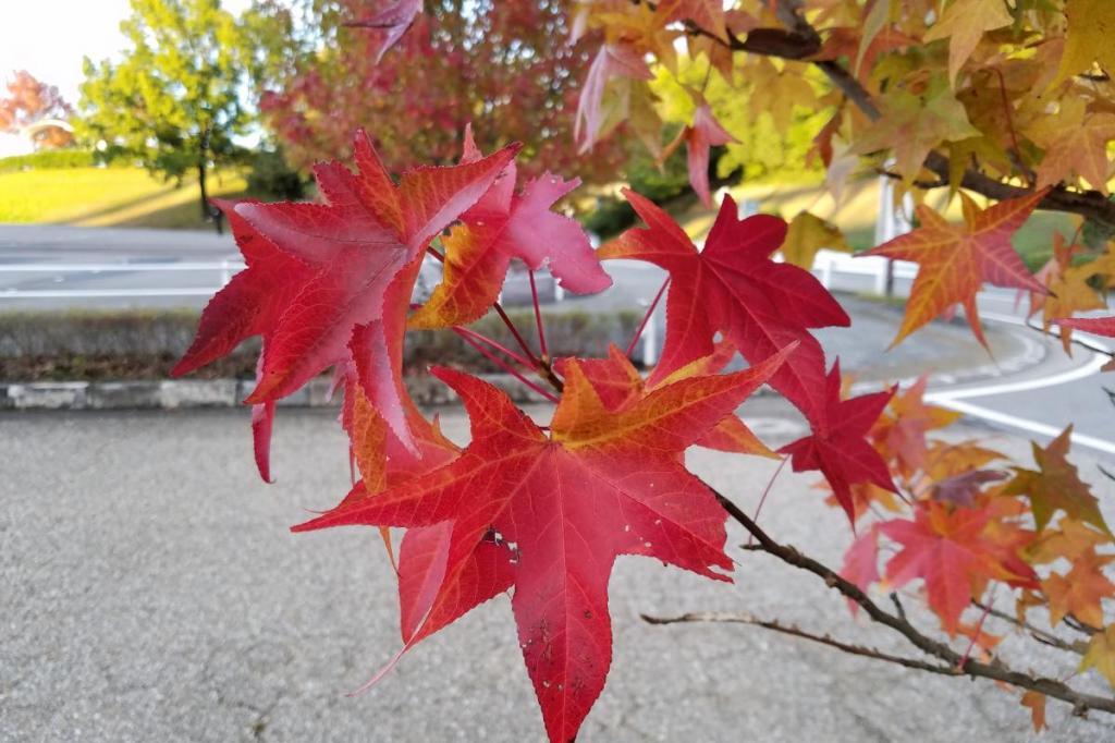 岡崎中央総合公園の紅葉や秋の花情報をお伝えします！