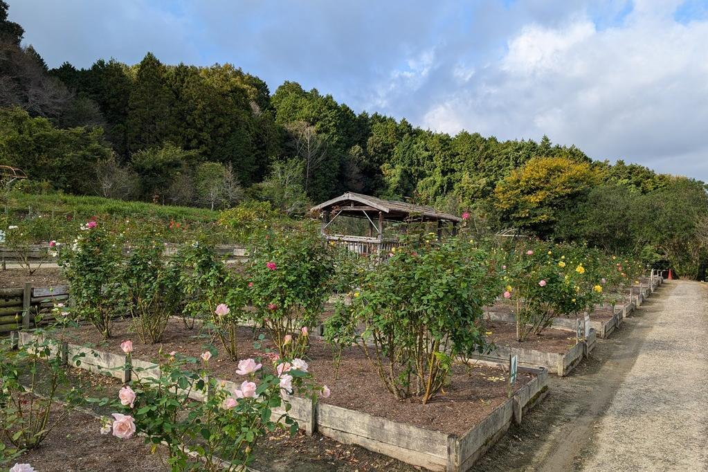 奥殿陣屋のバラ開花情報をお届けします！