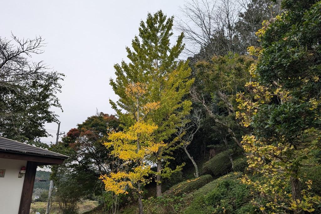 11月14日(木)の紅葉情報