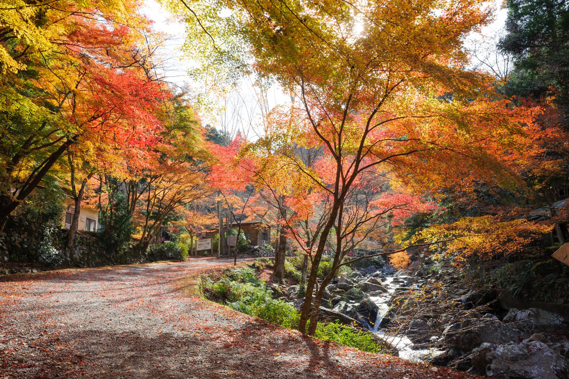 【2024年度】くらがり渓谷の紅葉情報はこちら！