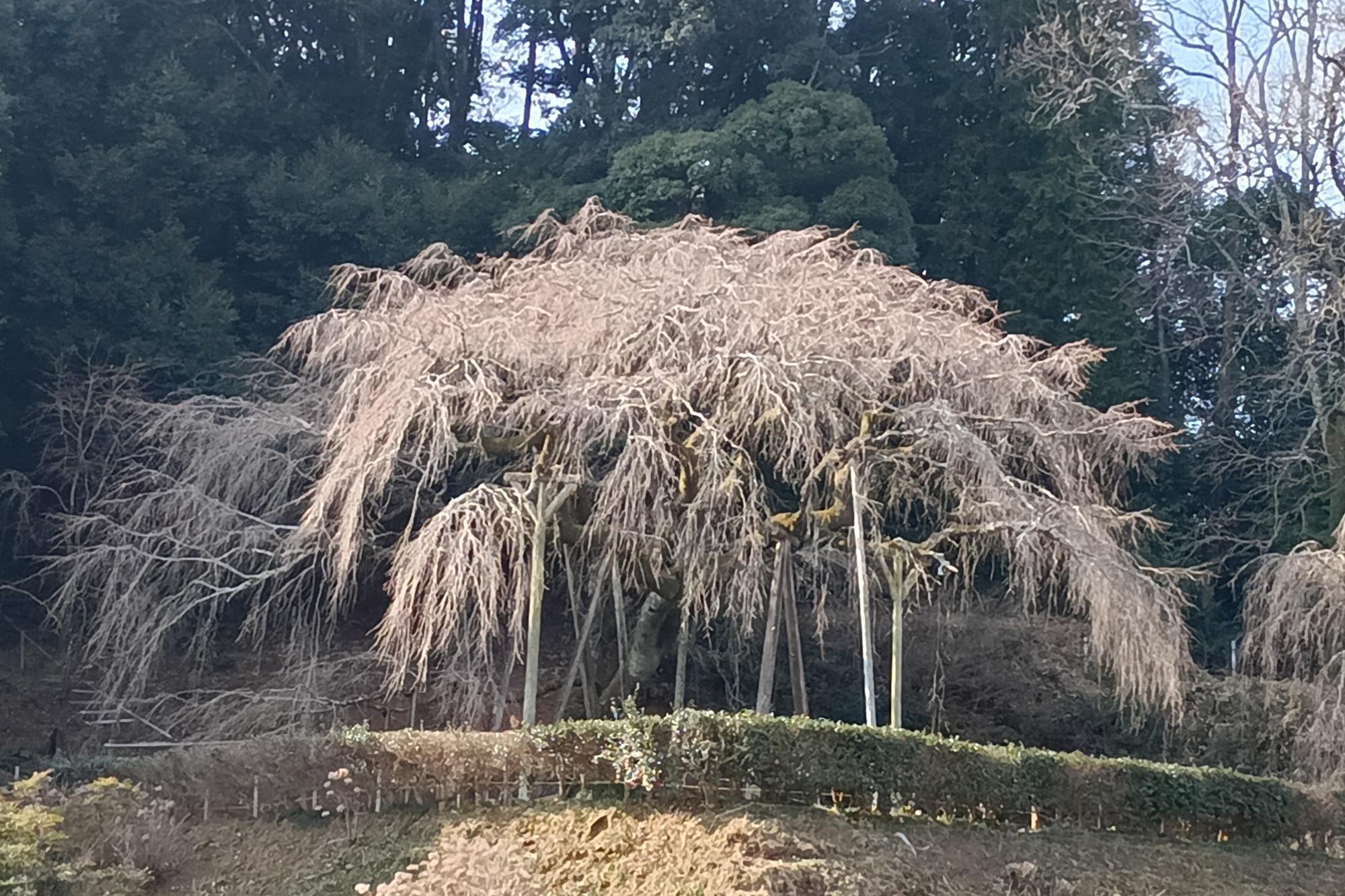 2025年「奥山田のしだれ桜」の開花情報をお知らせします！